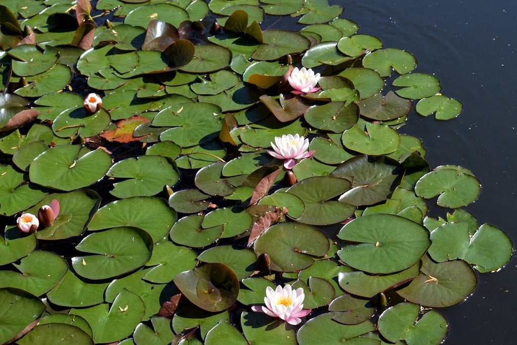 Fototapete Weisse Seerosen im Teich