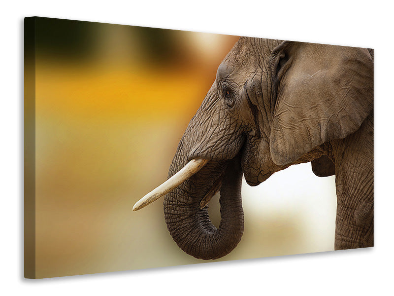 Leinwandbild  Elefant Close up