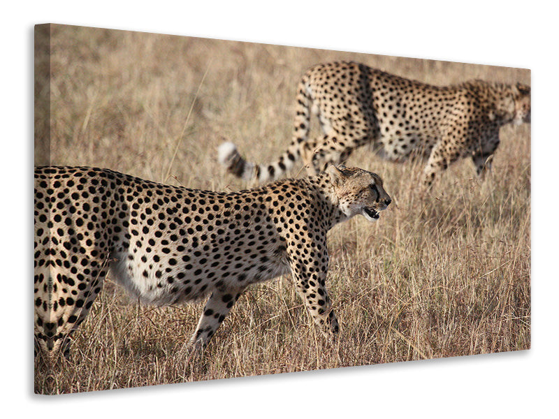 Leinwandbild 2 Leoparden