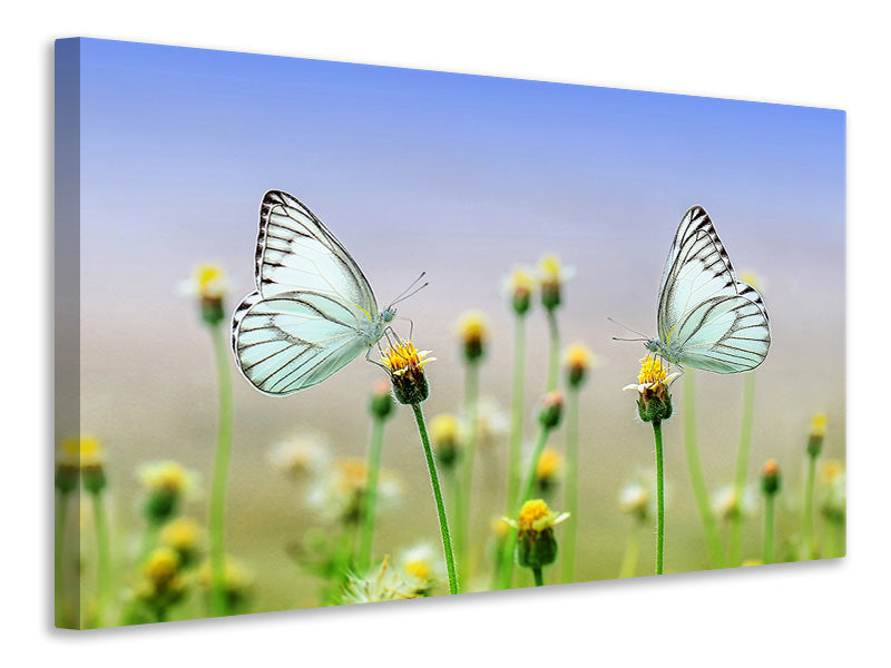 Leinwandbild 2 Schmetterlinge