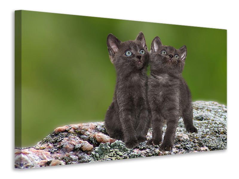 Leinwandbild 2 schwarze Katzenbabys