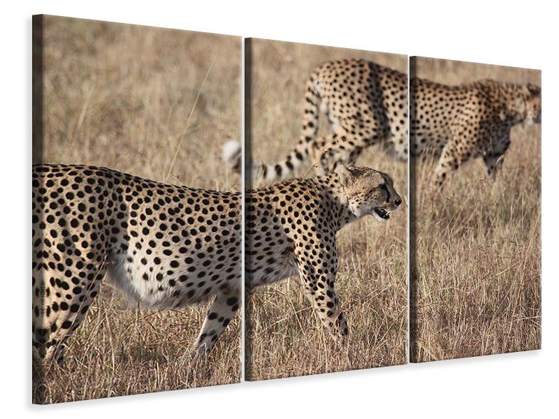 Leinwandbild 3-teilig 2 Leoparden
