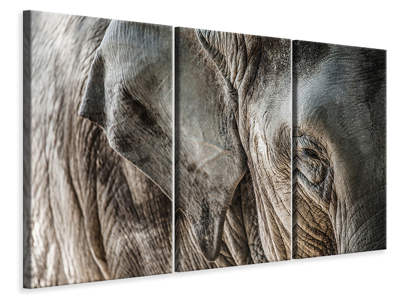 Leinwandbild 3-teilig Close Up Elefant