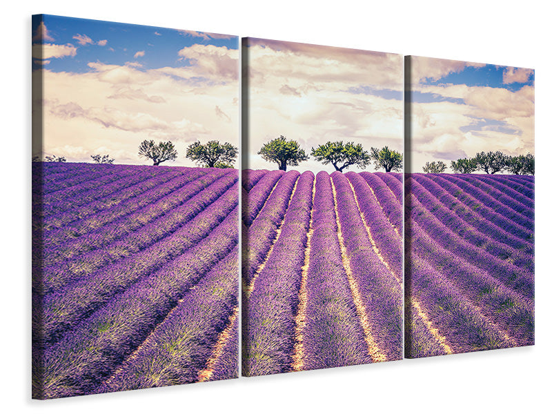 Leinwandbild 3-teilig Das Lavendelfeld