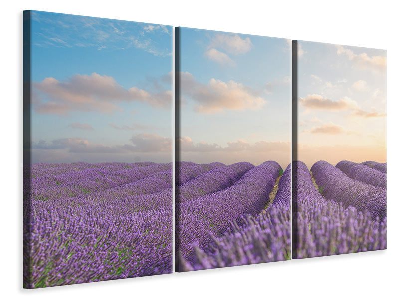 Leinwandbild 3-teilig Das blühende Lavendelfeld