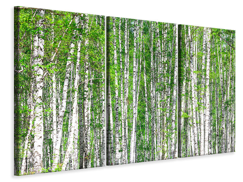 Leinwandbild 3-teilig Der Birkenwald