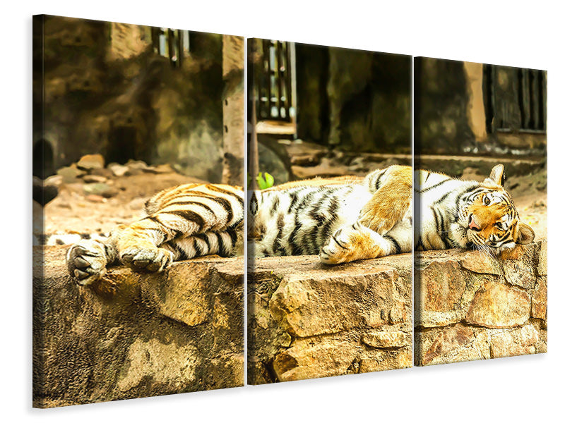 Leinwandbild 3-teilig Der Sibirische Tiger