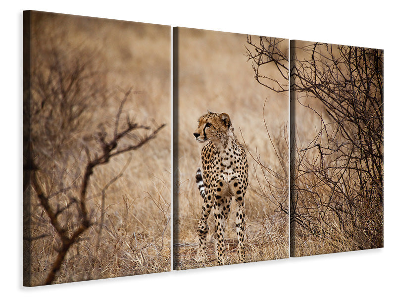 Leinwandbild 3-teilig Eleganter Gepard