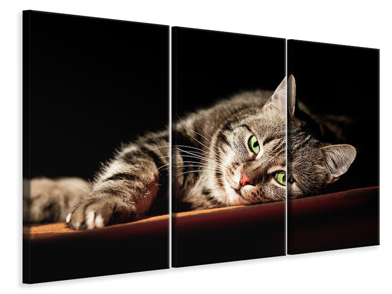 Leinwandbild 3-teilig Entspannte Katze