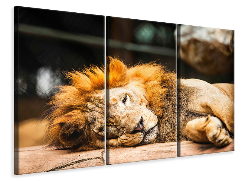 Leinwandbild 3-teilig Entspannter Löwe