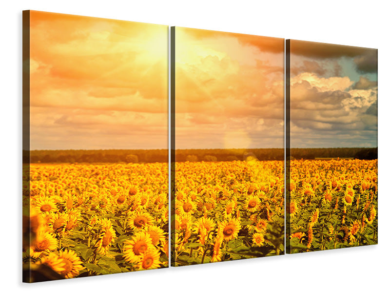 Leinwandbild 3-teilig Goldenes Licht für Sonnenblumen
