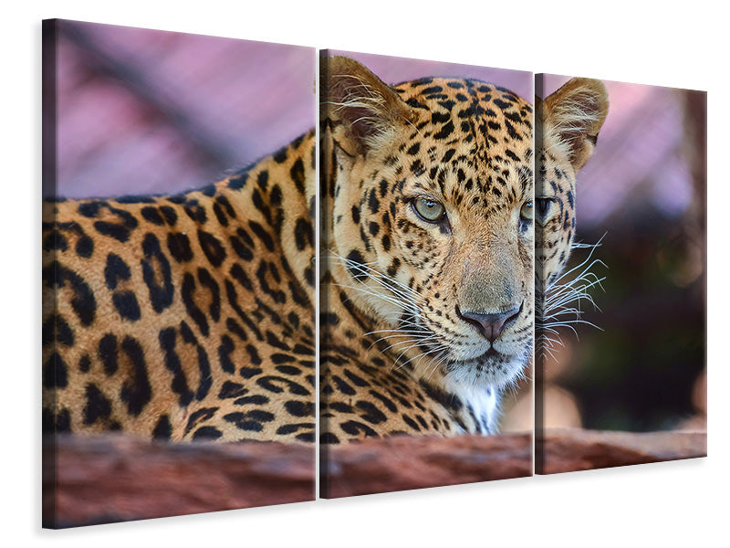 Leinwandbild 3-teilig Leopard