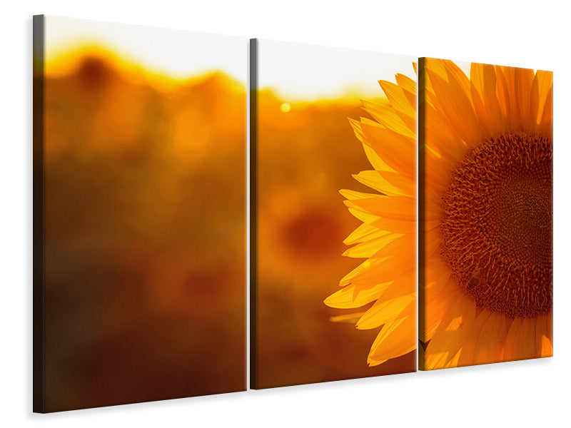 Leinwandbild 3-teilig Macro-Sonnenblume
