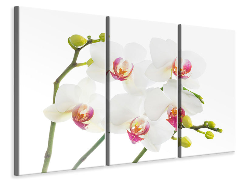 Leinwandbild 3-teilig Orchideenliebe