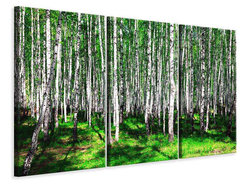 Leinwandbild 3-teilig Sommerlicher Birkenwald