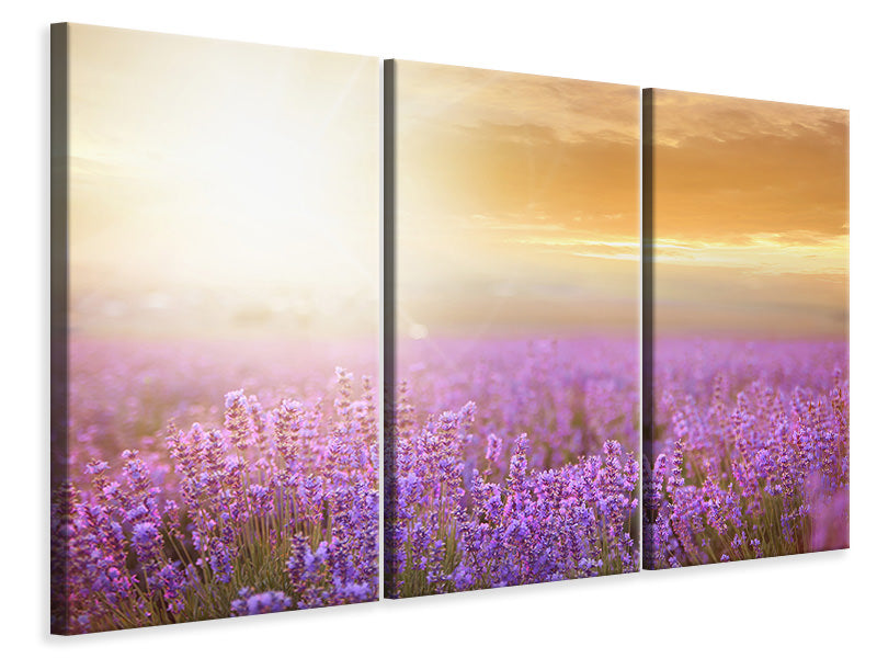 Leinwandbild 3-teilig Sonnenuntergang beim Lavendelfeld