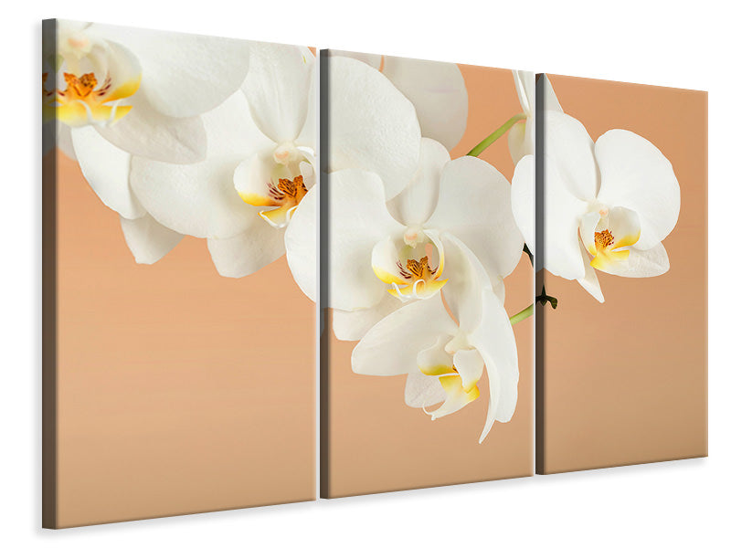 Leinwandbild 3-teilig Weisse Orchideenblüten