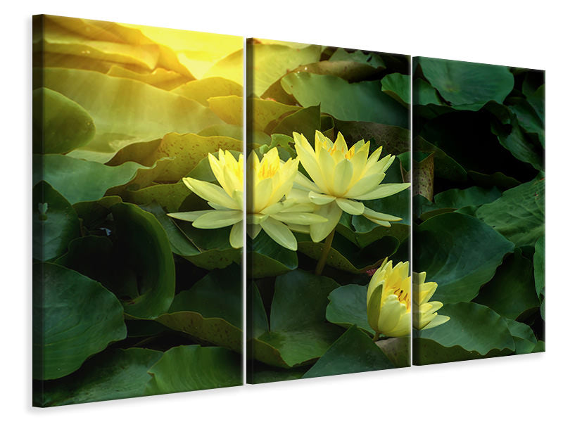 Leinwandbild 3-teilig Wilde Lotus