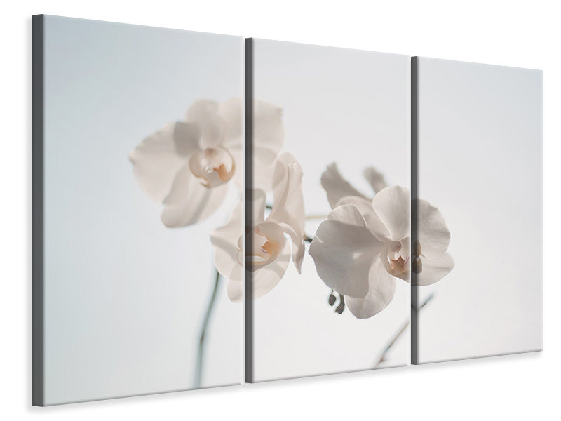 Leinwandbild 3-teilig Anmutige Orchideen