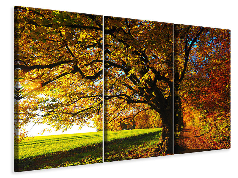 Leinwandbild 3-teilig Bäume im Herbst