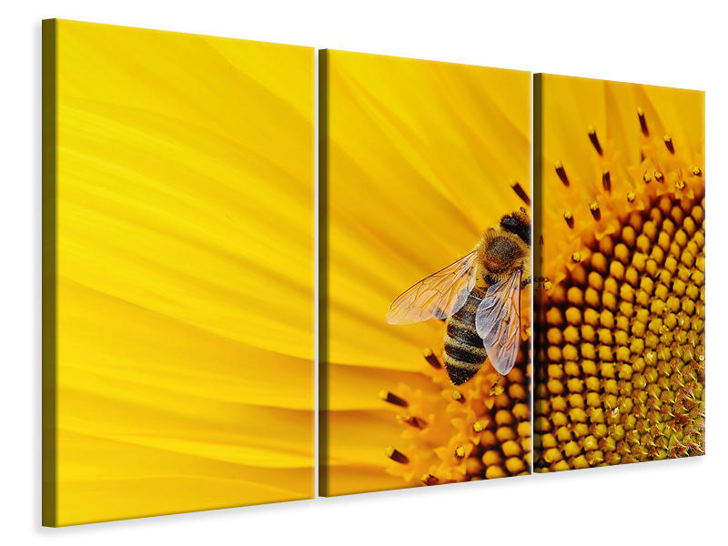 Leinwandbild 3-teilig Biene auf der Sonnenblume