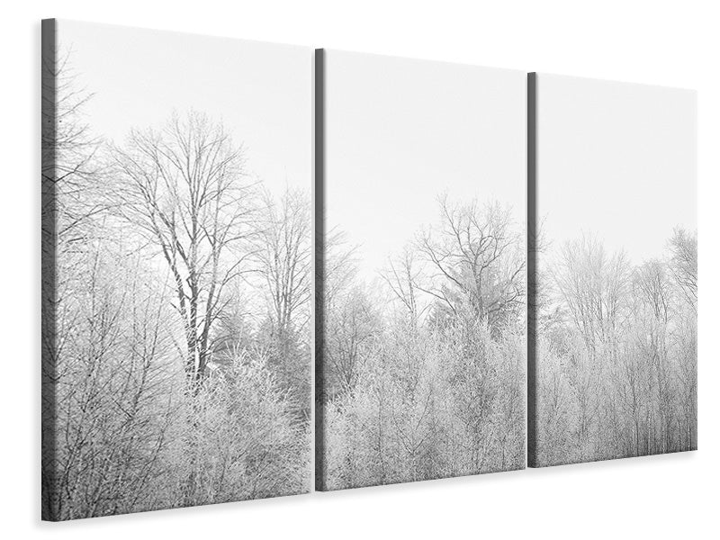 Leinwandbild 3-teilig Birken im Schnee