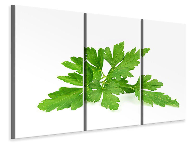 Leinwandbild 3-teilig Blätter von der Petersilie