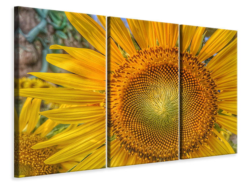 Leinwandbild 3-teilig Blütenstand einer Sonnenblume