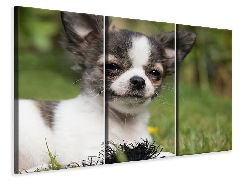 Leinwandbild 3-teilig Chihuahua zum Verlieben