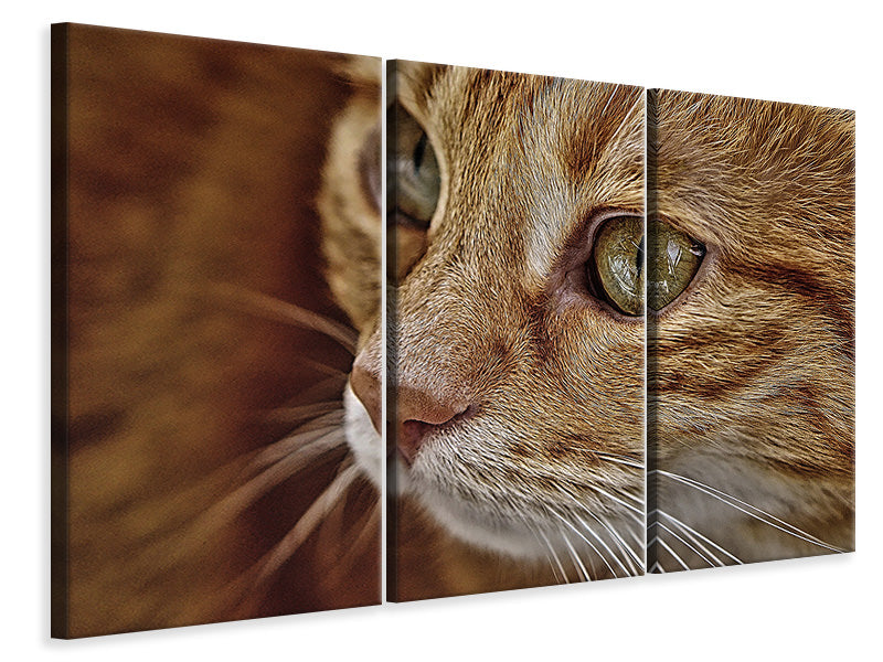 Leinwandbild 3-teilig Close up Katzenkopf