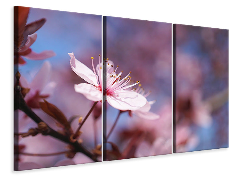 Leinwandbild 3-teilig Close up Kirschblüte