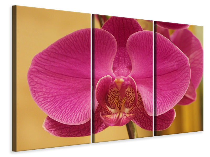 Leinwandbild 3-teilig Close up Orchidee in pink