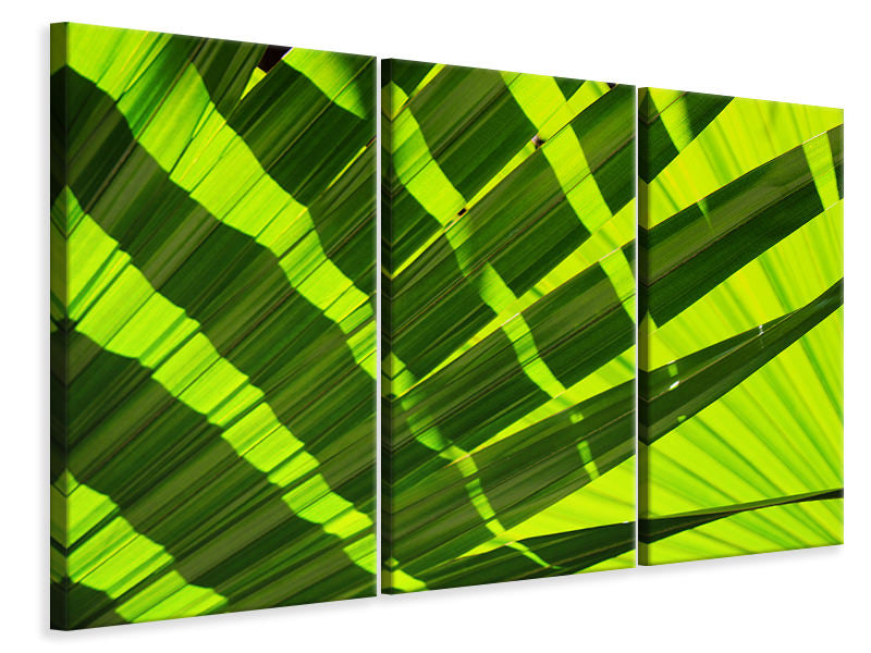 Leinwandbild 3-teilig Das Palmenblatt in XL