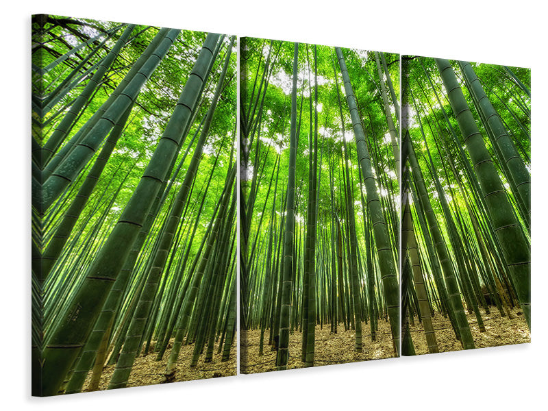 Leinwandbild 3-teilig Der Bambuswald