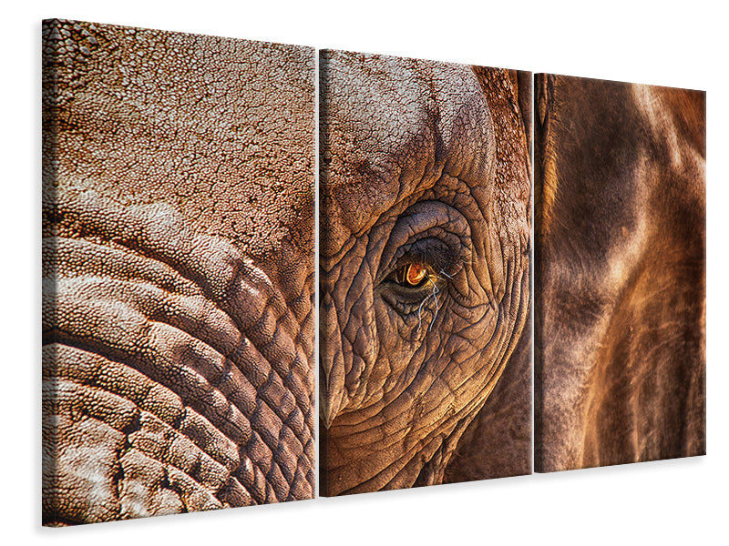 Leinwandbild 3-teilig Der Blick des Elefanten