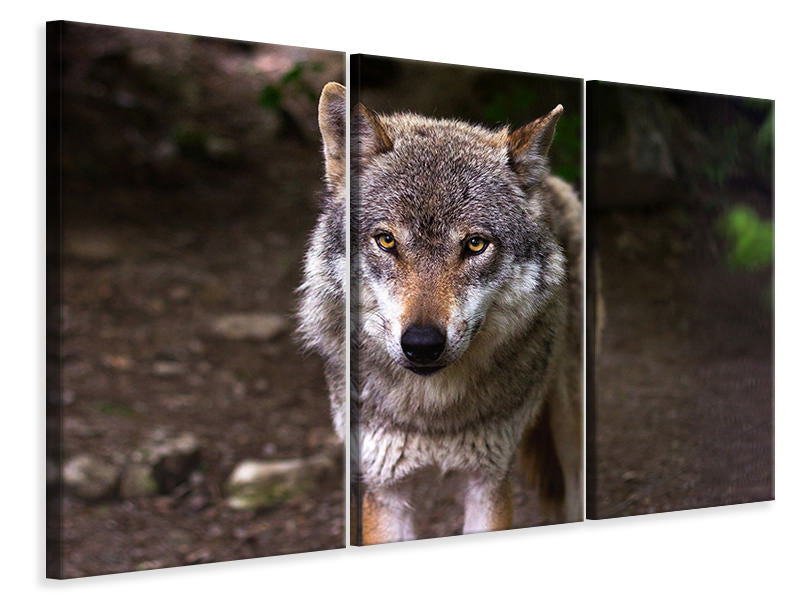Leinwandbild 3-teilig Der böse Wolf