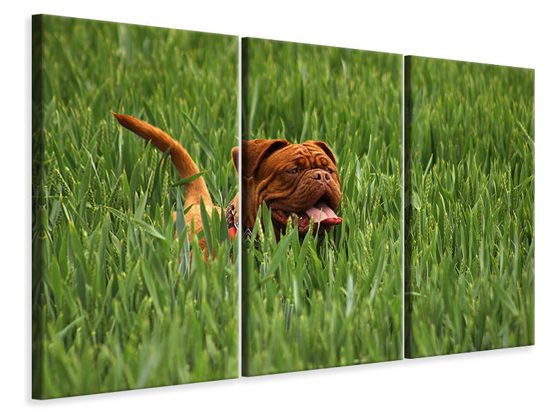 Leinwandbild 3-teilig Der Mastiff im Gras