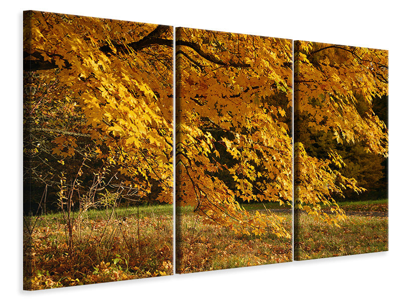Leinwandbild 3-teilig Der prächtige Herbstbaum