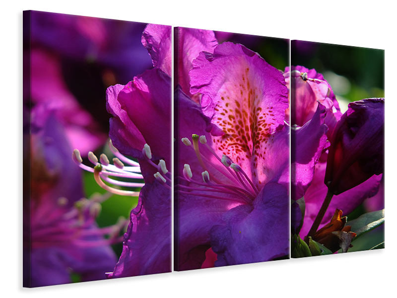 Leinwandbild 3-teilig Der Rhododendron