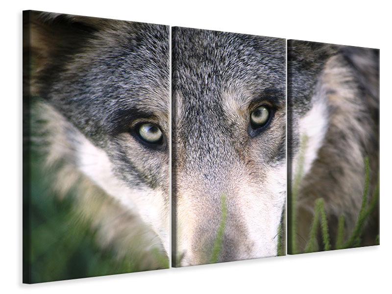 Leinwandbild 3-teilig Der Wolfs Blick