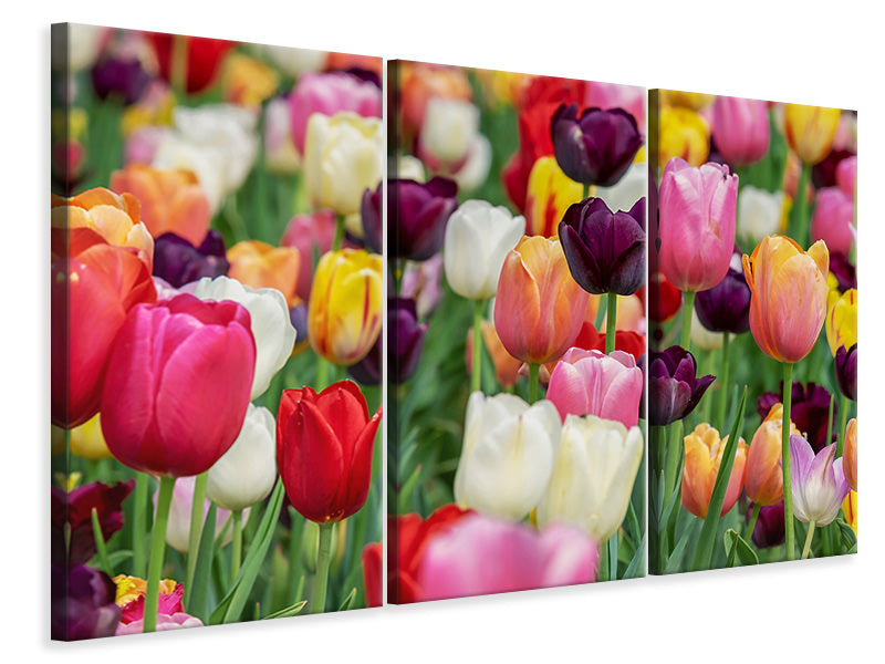Leinwandbild 3-teilig Die Farben der Tulpen