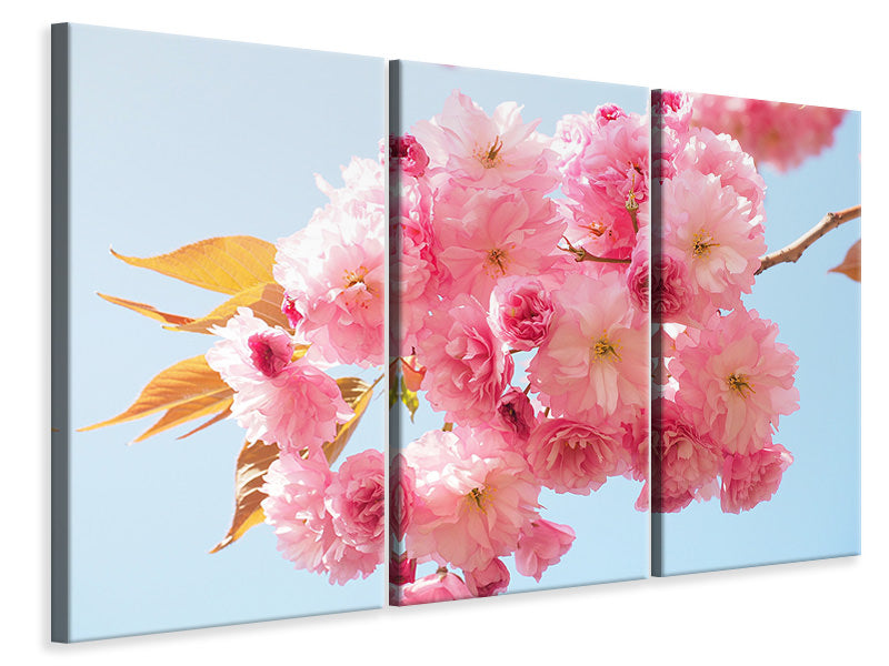 Leinwandbild 3-teilig Die Kirschblüten