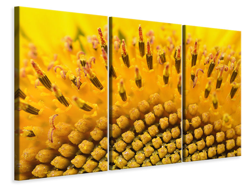 Leinwandbild 3-teilig Die Knospen der Sonnenblume in XXL