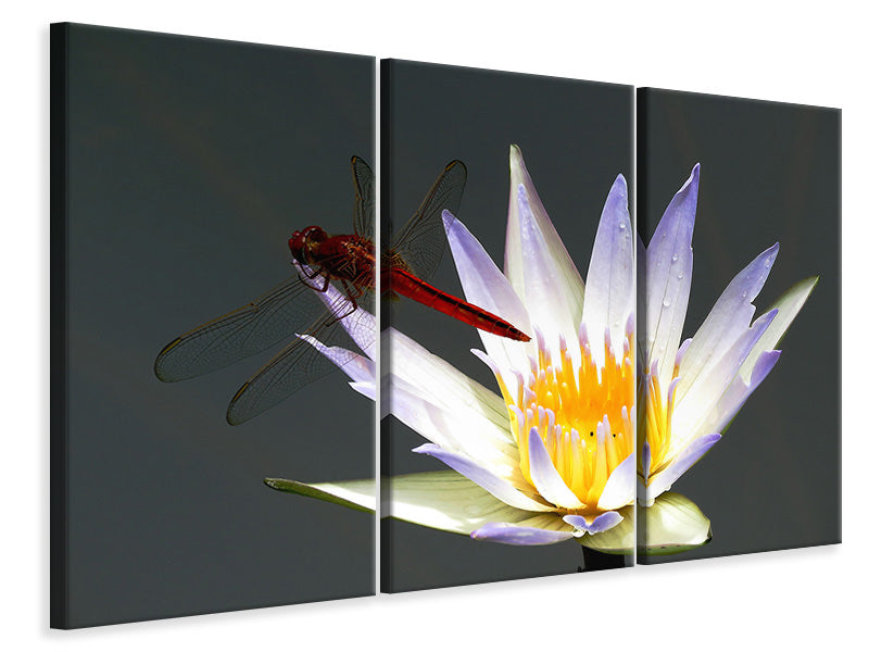 Leinwandbild 3-teilig Die Libelle auf der Blüte