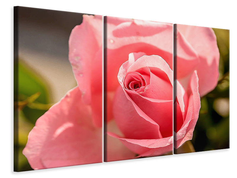 Leinwandbild 3-teilig Die Rose in rosa