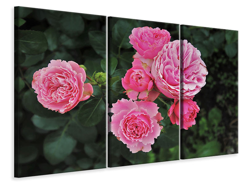 Leinwandbild 3-teilig Die wilden Rosen in pink