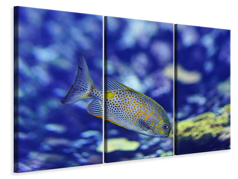 Leinwandbild 3-teilig Ein Fisch im Aquarium