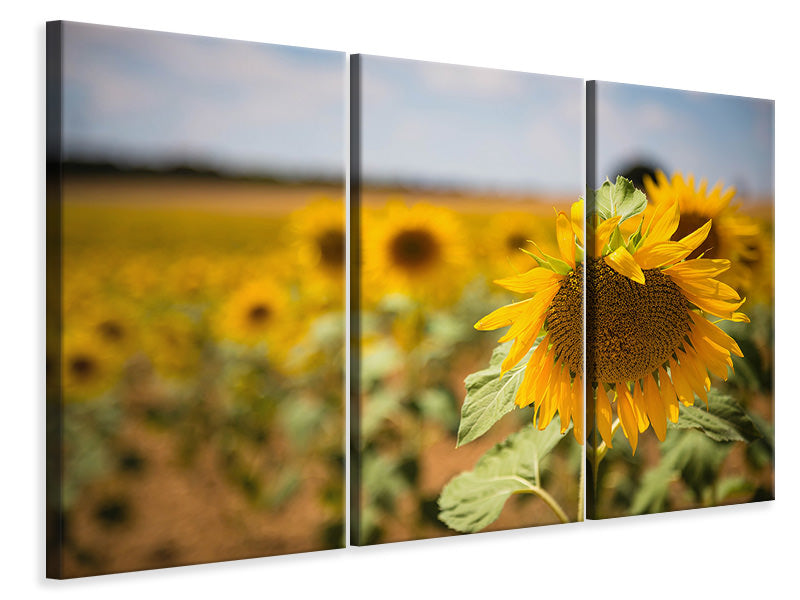 Leinwandbild 3-teilig Eine Sonnenblume im Feld