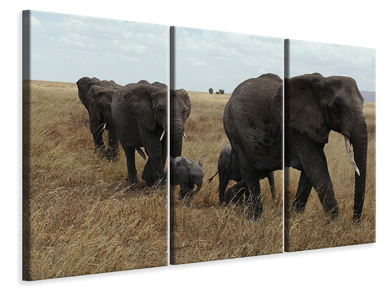 Leinwandbild 3-teilig Elefanten Familie