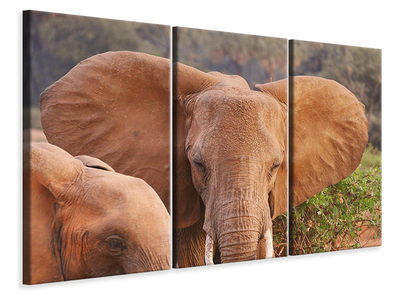 Leinwandbild 3-teilig Elefanten Ohren